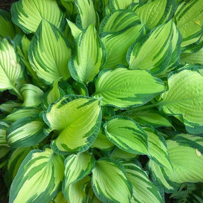 Aranżacja ogrodu z hostami; funkie w cieniu; kompozycje z kamieniami i funkiami