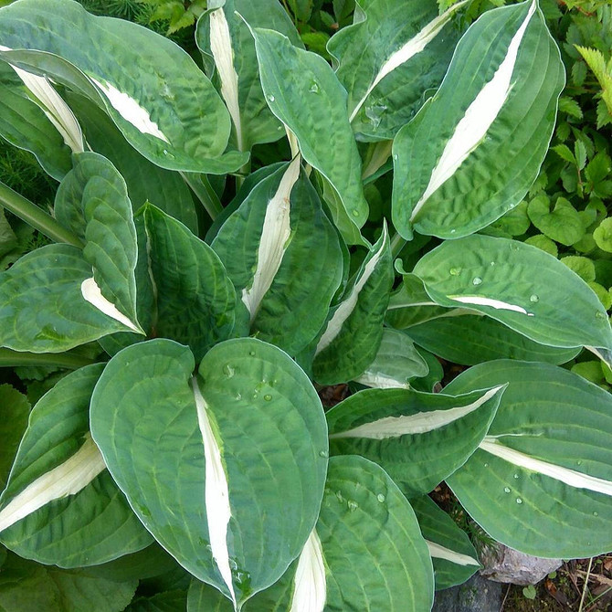 Aranżacja ogrodu w cieniu; hosty jako roślina okrywowa; funkie pod drzewami