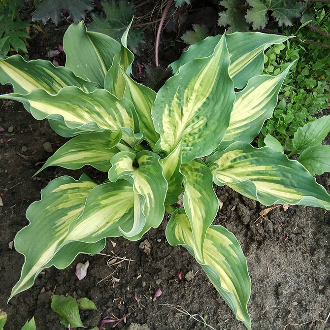 Aranżacja ogrodu w cieniu z hostami; różne odmiany funkii w kompozycji