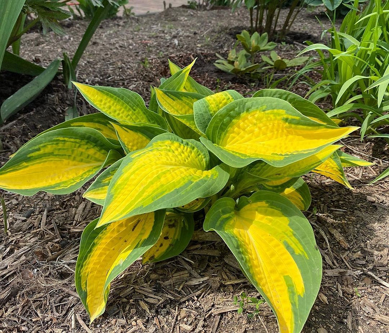 Kompozycje z funkiami; ogród w cieniu 2026; hosty z paprociami i innymi roślinami