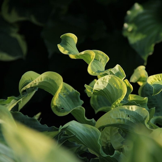 Ogród w cieniu 2026; kompozycje z funkiami; rabata z hostami w małym ogrodzie