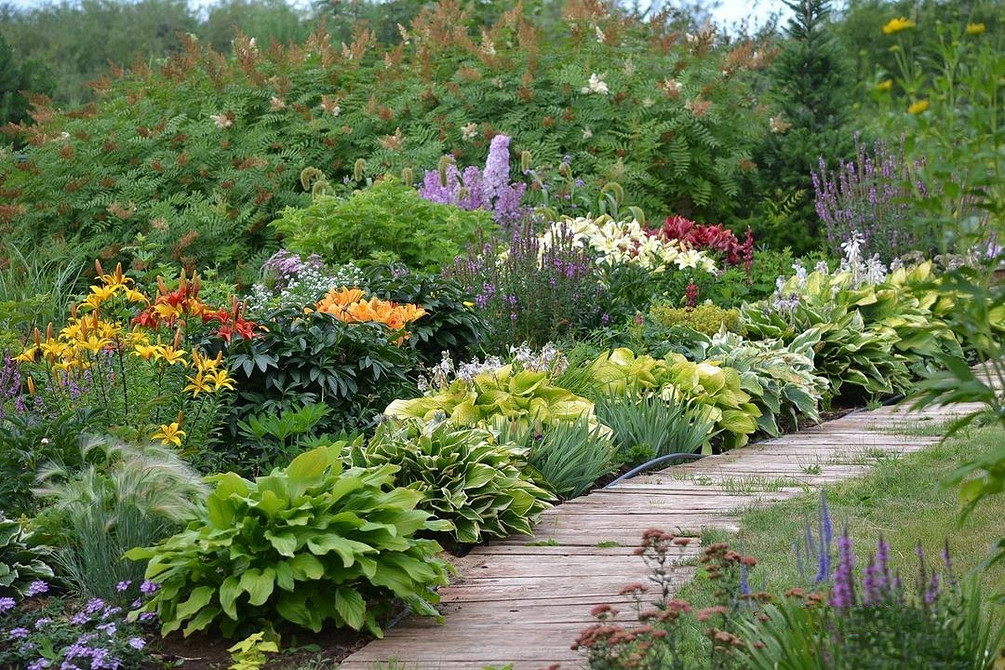 Kompozycje z host: idealne rośliny do cienia, aranżacje ogrodowe w 2026 roku. Ogród w cieniu 2026.