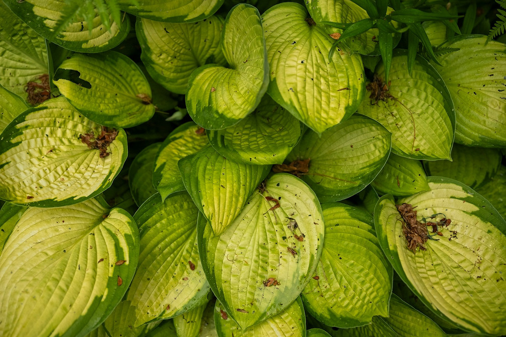 Odmiany host do cienia: wybór, sadzenie i pielęgnacja w 2026 roku.