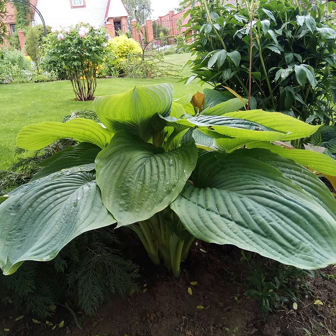 Hosty w harmonii z innymi roślinami w ogrodzie w cieniu 2026