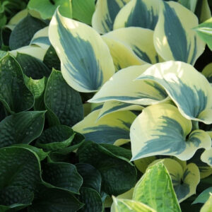 Hosty 2026: Jak stworzyć ogród marzeń w cieniu? — Hosta w aranżacji krajobrazu