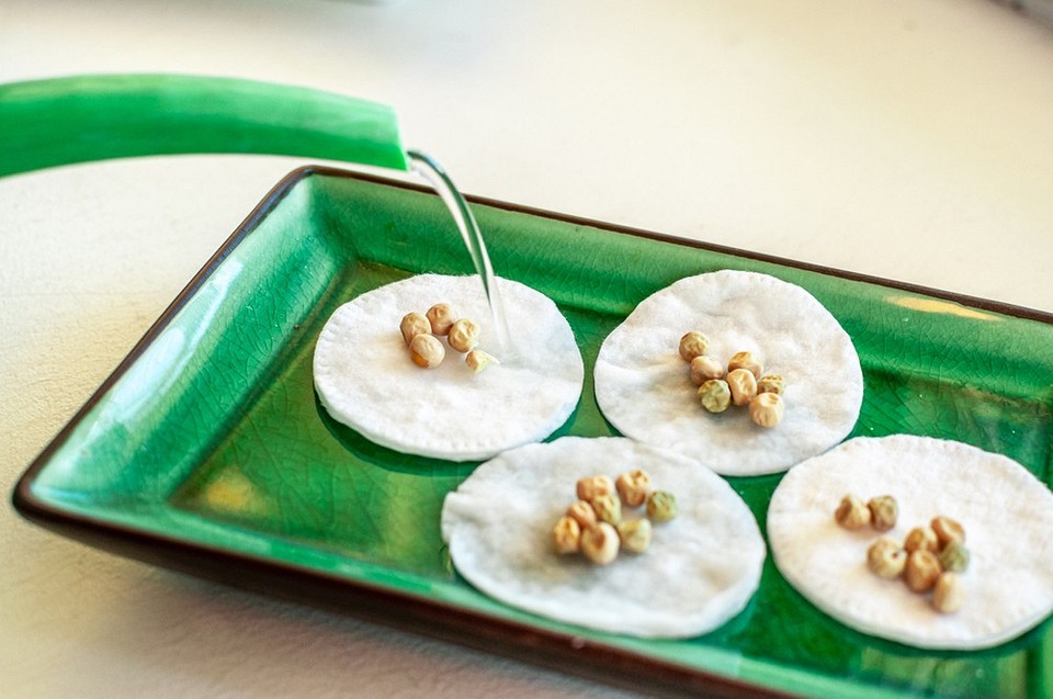 Ochrona roślin przed stresem za pomocą kwasu bursztynowego: instrukcja na 2026 rok.