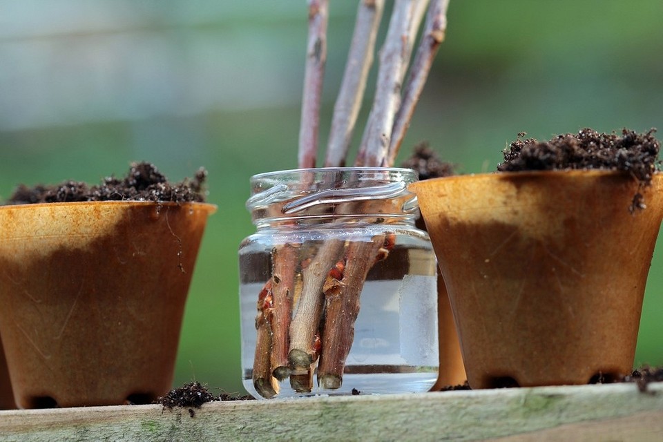 Zwiększenie plonów kwasem bursztynowym: skuteczne metody zastosowania w ogrodzie, 2026.