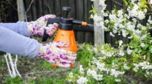 Kwas bursztynowy 2026: Jak go stosować, by rośliny bujnie rosły? — kwas bursztynowy zastosowanie w ogrodzie