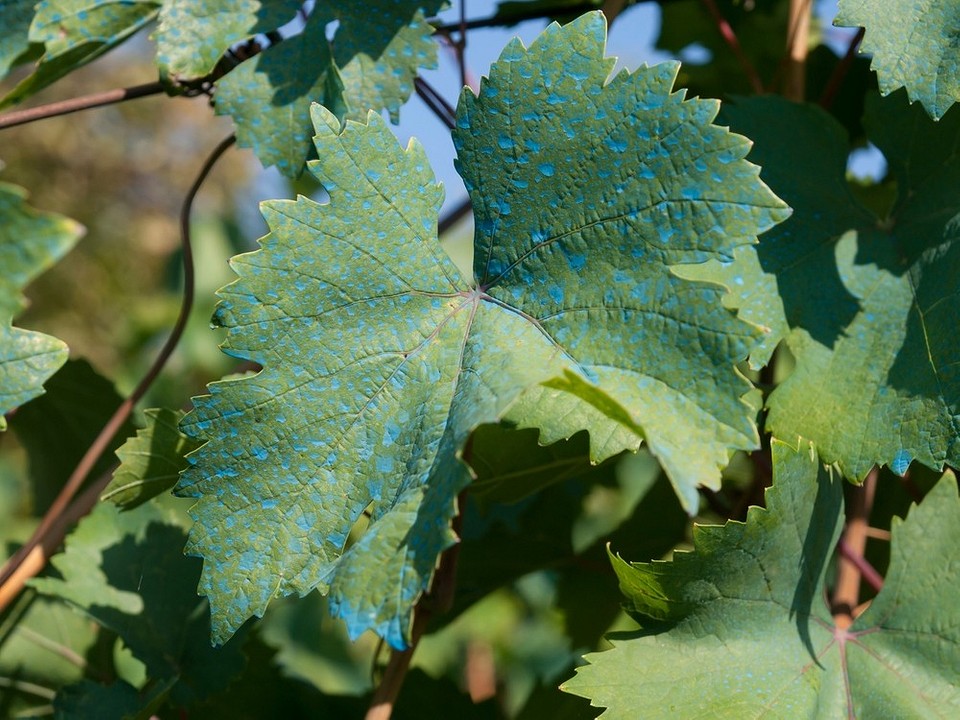 Składniki cieczy Bordoskiej: siarczan miedzi i wapno - ochrona roślin