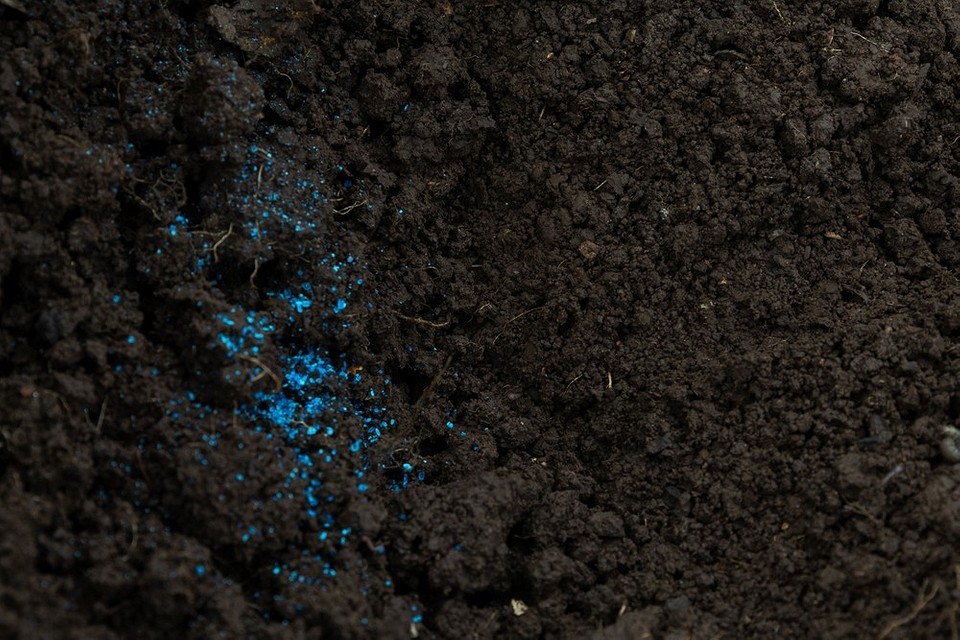 Jak rozcieńczyć ciecz Bordoską do jesiennej ochrony ogrodu: wskazówki