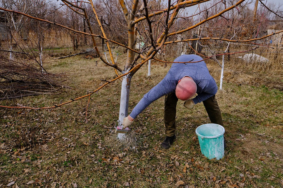 Przygotowanie cieczy Bordoskiej do wiosennego opryskiwania sadu: zdrowy ogród