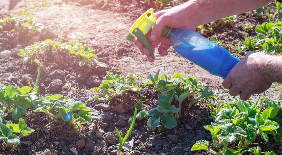 Przygotowanie cieczy Bordoskiej: ochrona ogrodu przed chorobami grzybowymi w sezonie 2026