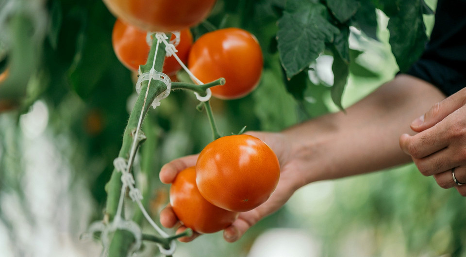 Pasierbowanie pomidorów 2026 Formowanie pomidorów w szklarni: przykład pasierbowania dla bogatego plonu w 2026 roku.