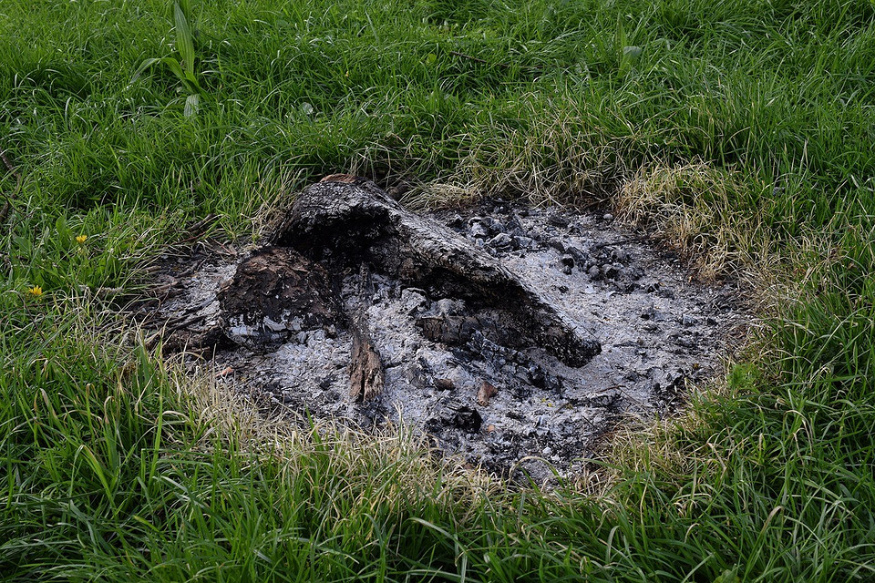 Skrzyp jako nawóz Wykorzystanie skrzypu polnego jako naturalnego nawozu i jego korzyści dla ogrodu.