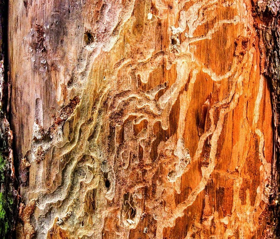 Skuteczne sposoby na korniki w domu w 2026. Impregnacja i ochrona drewna.