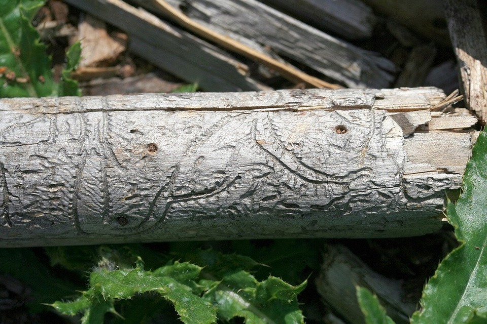 Impregnacja drewna przeciw kornikom. Skuteczne metody ochrony drewnianego domu przed szkodnikami.