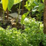 Jak pozbyć się gwiazdnicy pospolitej w ogrodzie: skuteczne metody zwalczania chwastów.