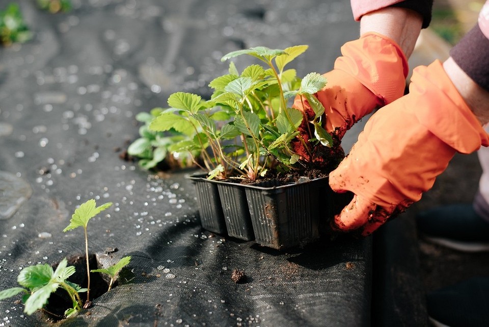 Agrowłóknina dla truskawek: optymalna ochrona, mniej podlewania i obfite plony w 2026.