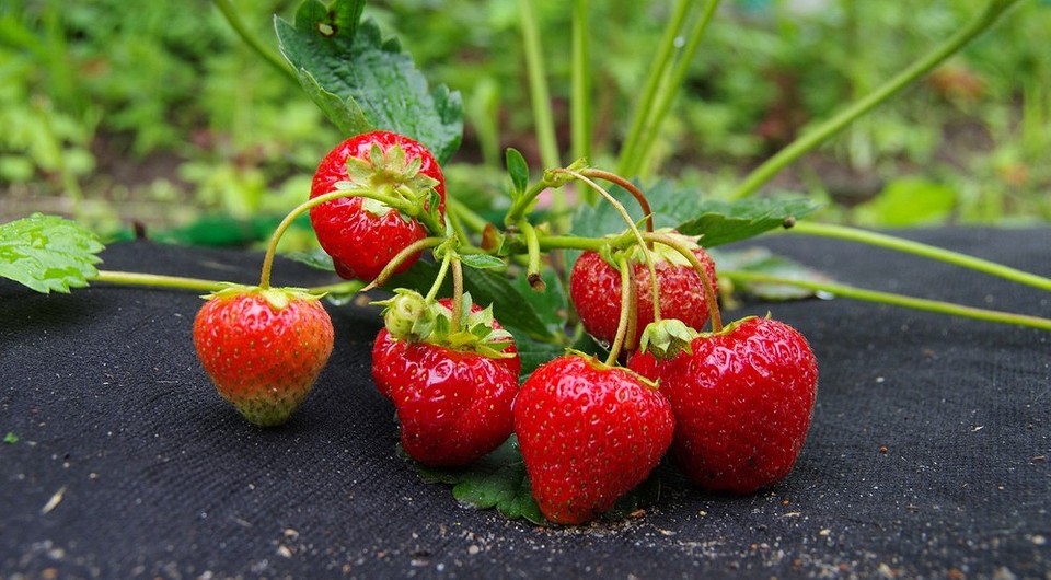 Truskawki 2026: Obfite zbiory i mniej pracy dzięki agrowłókninie — Uprawa truskawek