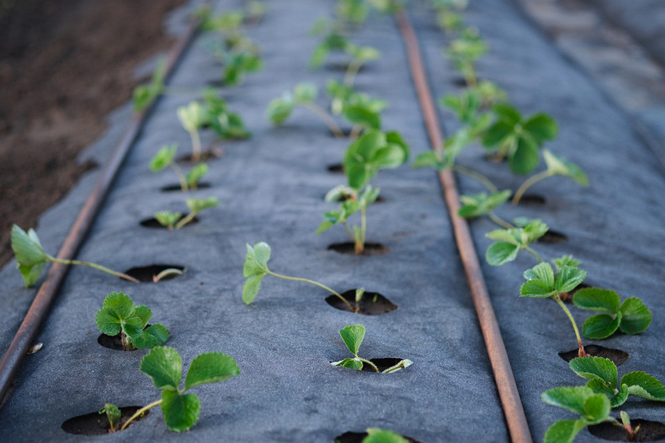 Efektywna uprawa truskawek na agrowłókninie: ochrona przed chorobami i chwastami w 2026.