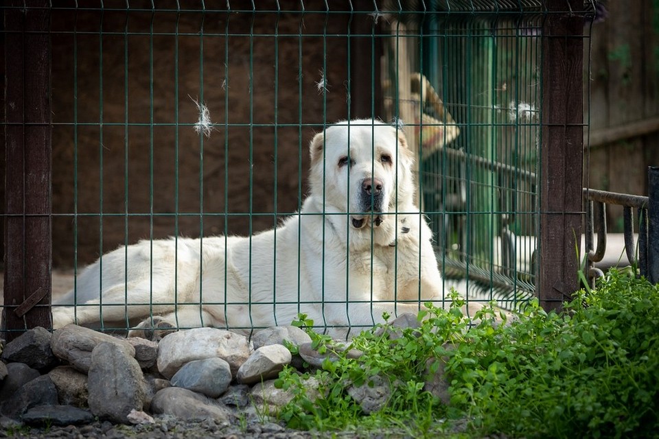 Rysunki i etapy budowy woliery: szczegóły konstrukcji i wymiary dla psa