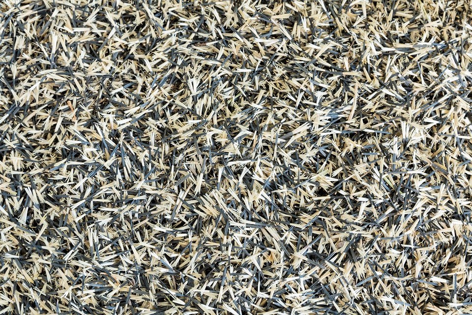 Instrukcja krok po kroku: zbiór, suszenie i przechowywanie nasion aksamitek na 2026