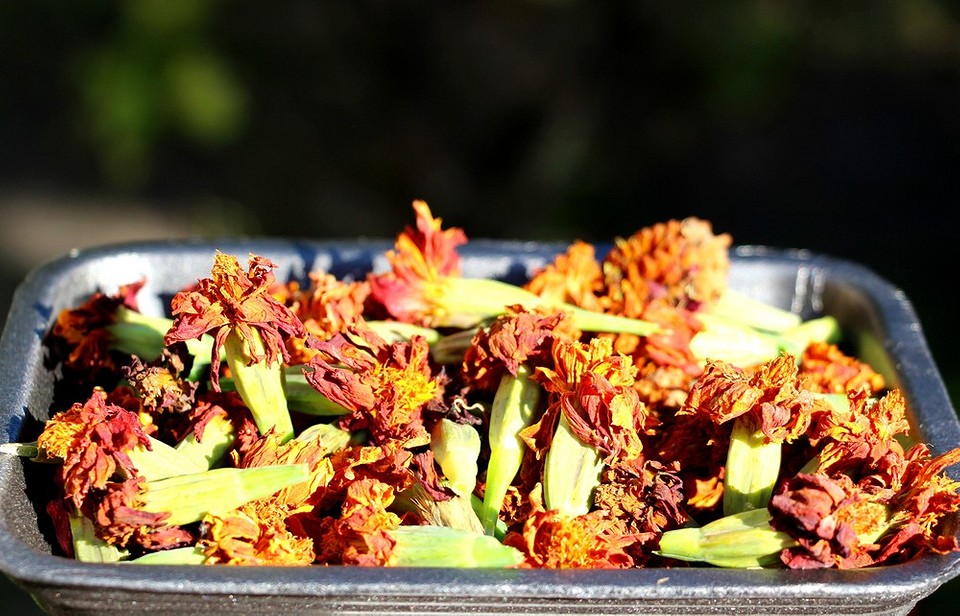 Prawidłowy zbiór nasion aksamitek: klucz do udanych zasiewów w 2026