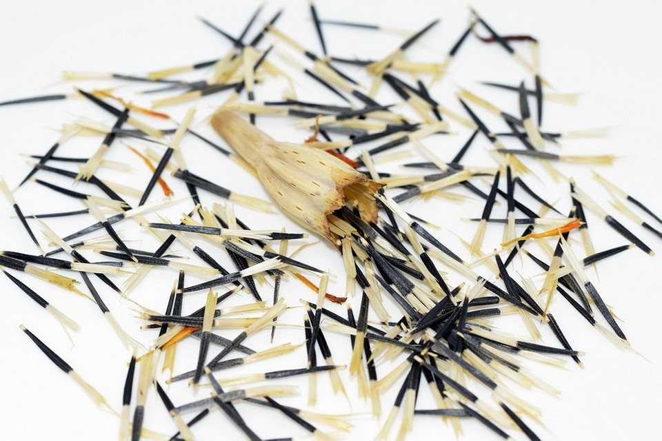 Etapy zbioru nasion aksamitek: od selekcji kwiatów po suszenie na 2026