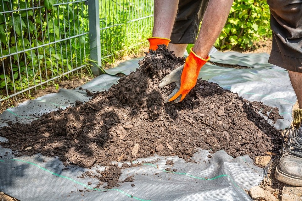 Ochrona chryzantem przed wilgocią: stosowanie ściółki i drenażu dla zdrowego zimowania.