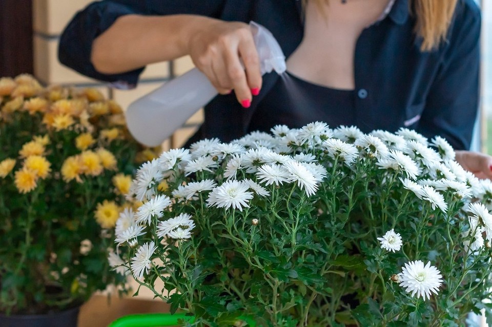 Mrozoodporne odmiany chryzantem: wybór do uprawy w polskim klimacie.