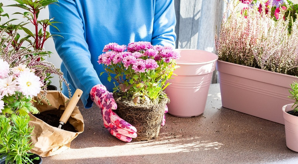 Przygotowanie chryzantem do zimy: obcięcie krzewu dla lepszego przezimowania i kwitnienia.