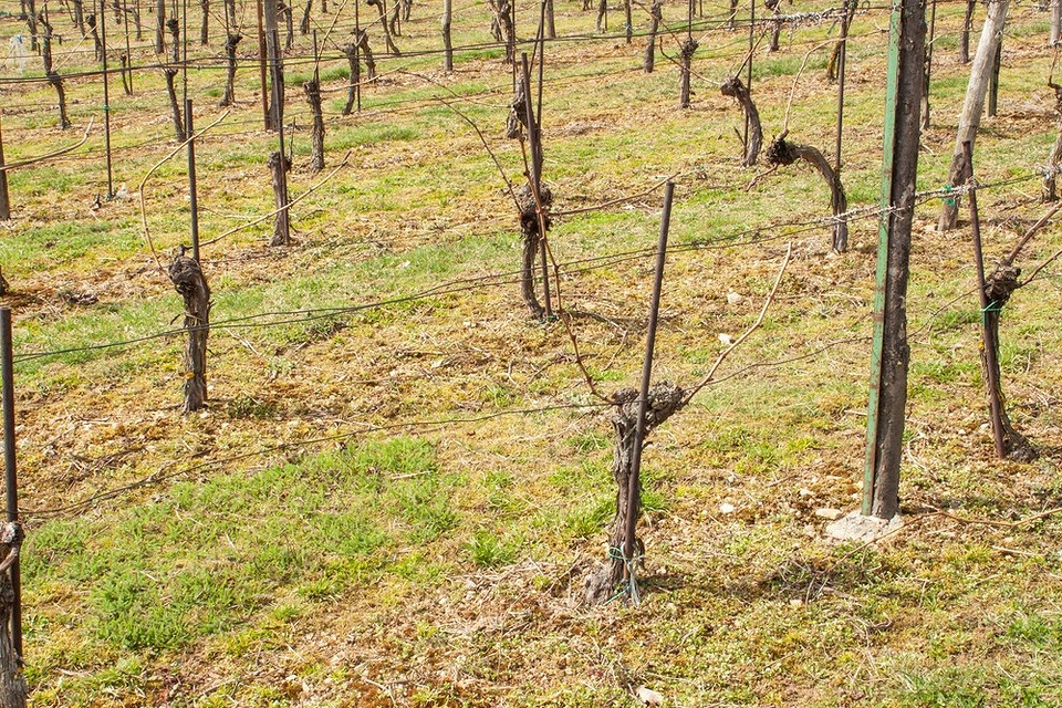 Przygotowanie winogron do zimy: przycinanie i zabezpieczanie latorośli przed mrozem.