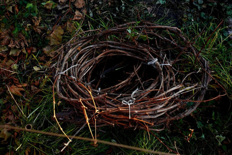 Winogrona bez obaw o mróz? Skuteczne okrywanie krok po kroku — Okrywanie winogron na zimę