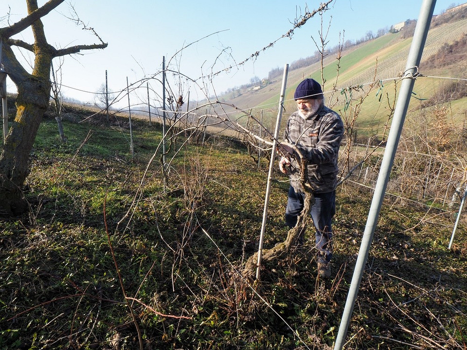 Przygotowanie winogron do zimy: obcinanie, podlewanie i ochrona przed chorobami dla obfitych zbiorów w 2027 roku.