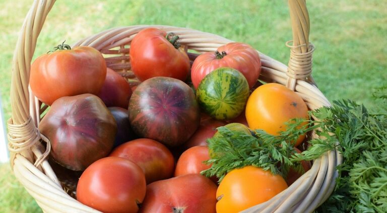 Pomidory 2026: Jak wybrać odmiany i cieszyć się obfitymi plonami? — Urodzajne odmiany pomidorów 2026