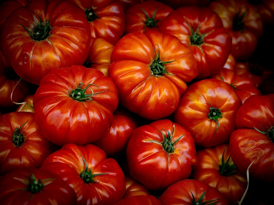 Wysokowydajne odmiany pomidorów do uprawy w gruncie, z dużymi owocami.