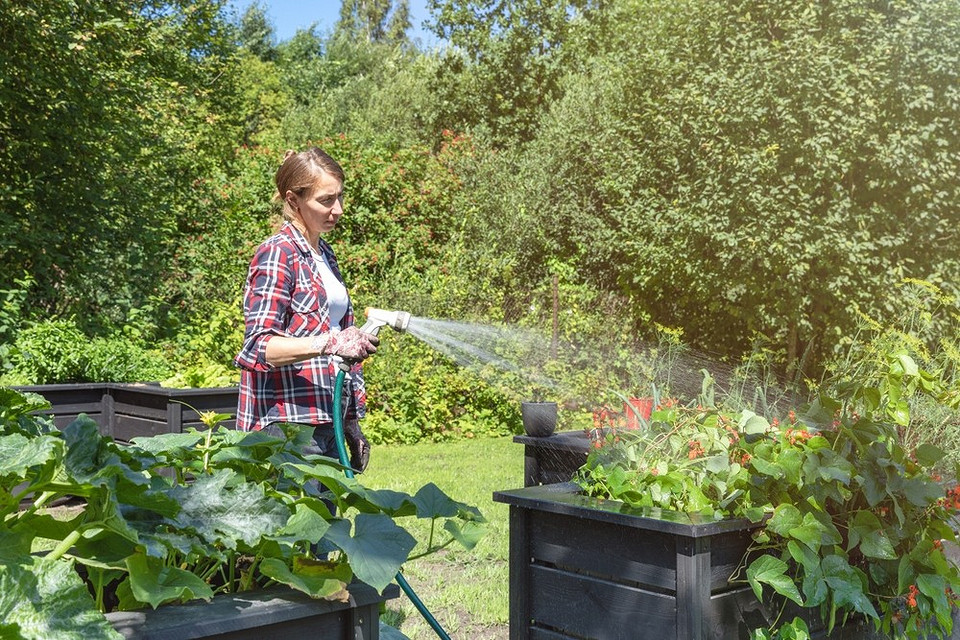 Prawidłowe podlewanie ogrodu w 2026: porady dla obfitych plonów i zdrowych roślin.