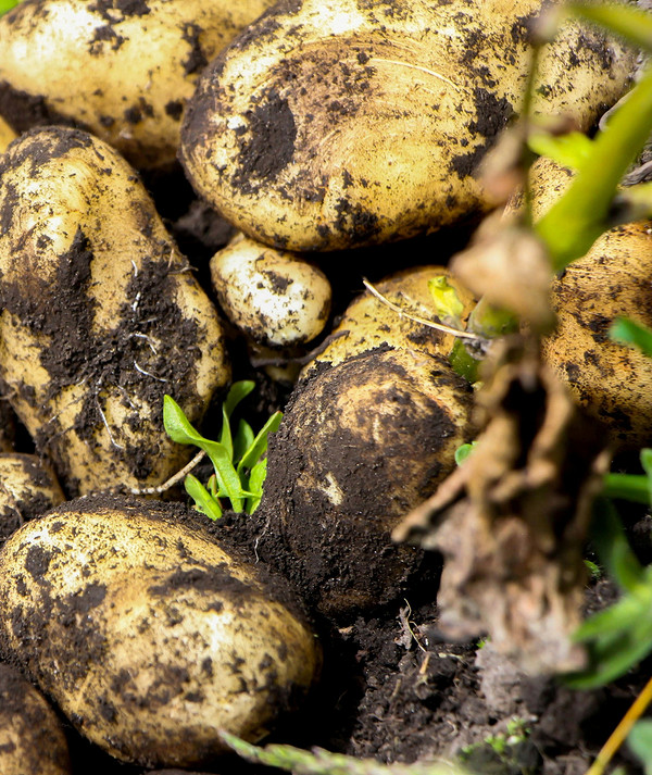 Jesienne przekopywanie ogrodu z wykorzystaniem kompostu i poplonów: ekologiczne przygotowanie gleby.