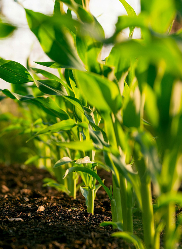 Jesienne przekopywanie ogrodu: klucz do bogatych plonów w 2026 roku.