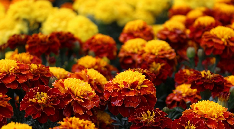 Uprawa rozsady aksamitek w 2026 roku: Porady dotyczące najlepszych dni sadzenia.