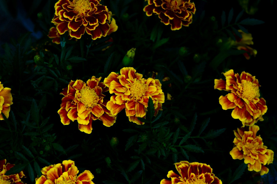 Jak uprawiać rozsadę aksamitek w 2026 roku: Wybór czasu dla odporności na przymrozki.