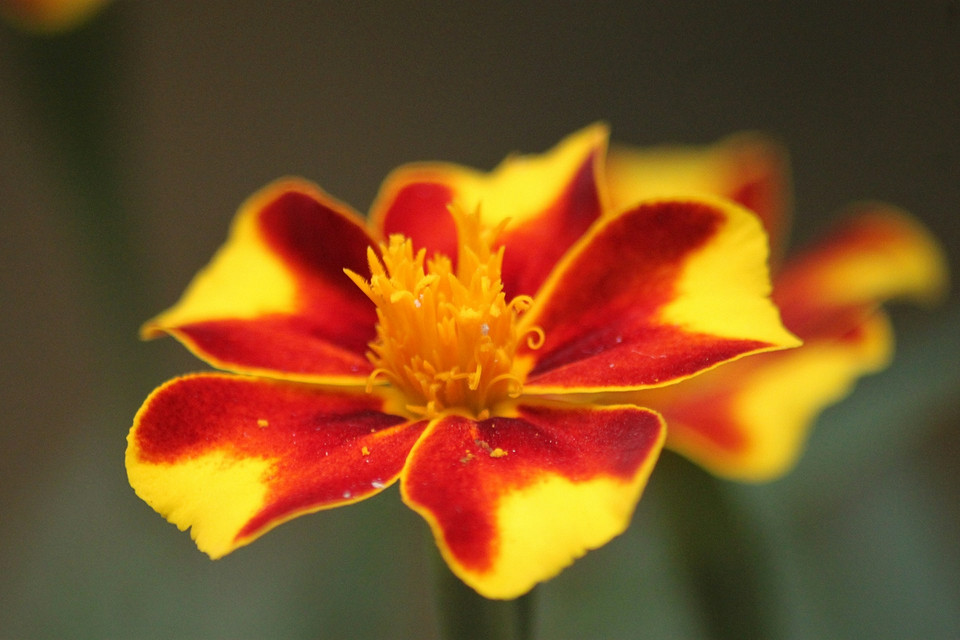 Kalendarz sadzenia aksamitek na rozsadę w 2026 roku: Jak uzyskać wczesne kwitnienie.