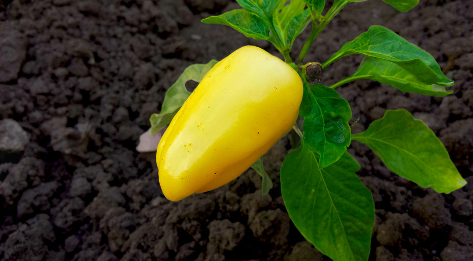 Siew papryki marzec Siew papryki w marcu 2026: optymalne terminy i kalendarz księżycowy dla obfitych plonów.