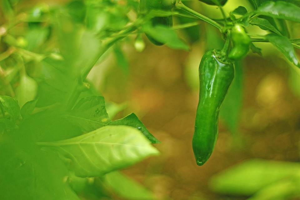 Marzec: Siew papryki Kalendarz ogrodnika marzec 2026: kiedy siać paprykę na wczesne zbiory.