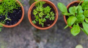 Rozsada 2026: Kiedy siać, by cieszyć się obfitymi plonami? — Kalendarz siewu rozsady Ural 2026