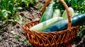 Cukinia 2026: Kiedy zbierać, by cieszyć się obfitym plonem?