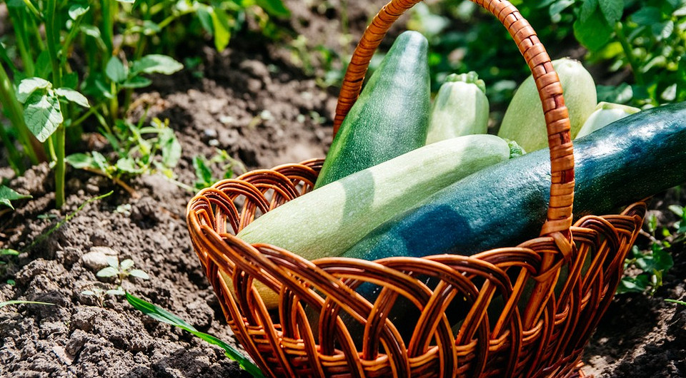 Świeże, zielone cukinie gotowe do zbioru, uprawiane ekologicznie w Polsce.