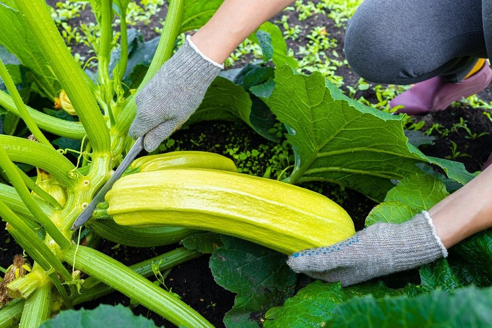 Duży zbiór cukinii gotowych do gotowania i przechowywania – polska uprawa.