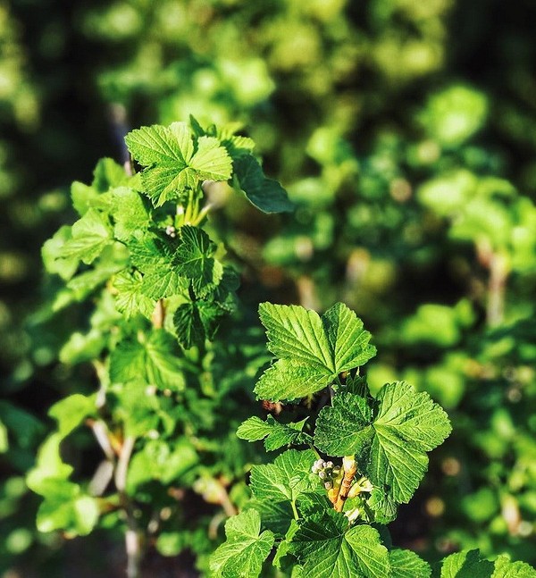 Liście porzeczki na herbatę Świeże liście porzeczki przygotowane do suszenia na aromatyczną herbatę ziołową
