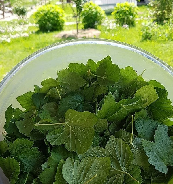 Zbiór liści porzeczki Zbiór liści porzeczki latem 2026 na suszenie i zimową herbatę